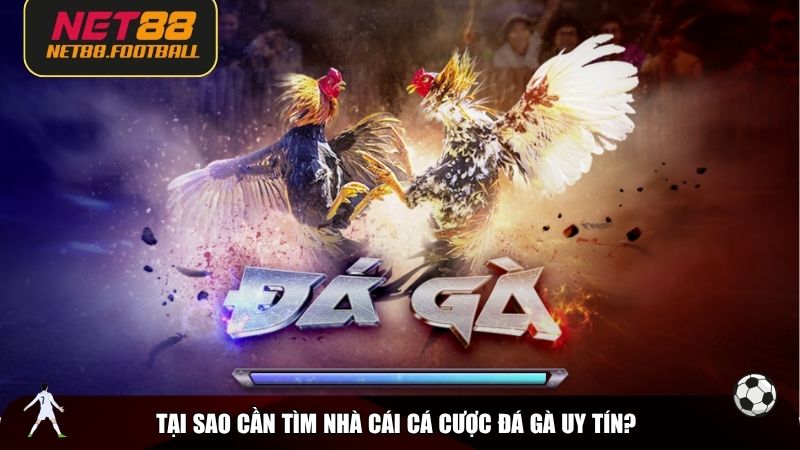 Tại sao cần tìm nhà cái cá cược đá gà uy tín?