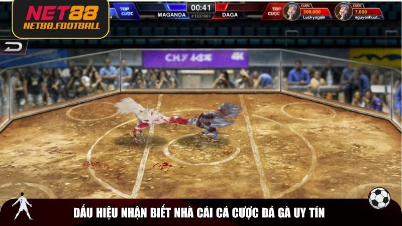 Dấu hiệu nhận biết nhà cái cá cược đá gà uy tín