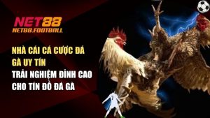 Nhà Cái Cá Cược Đá Gà Uy Tín - Trải Nghiệm Đỉnh Cao Cho Tín Đồ Đá Gà