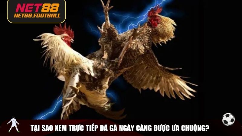 Tại sao xem trực tiếp đá gà ngày càng được ưa chuộng?