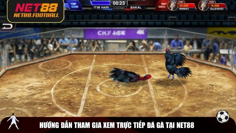 Hướng dẫn tham gia xem trực tiếp đá gà tại NET88